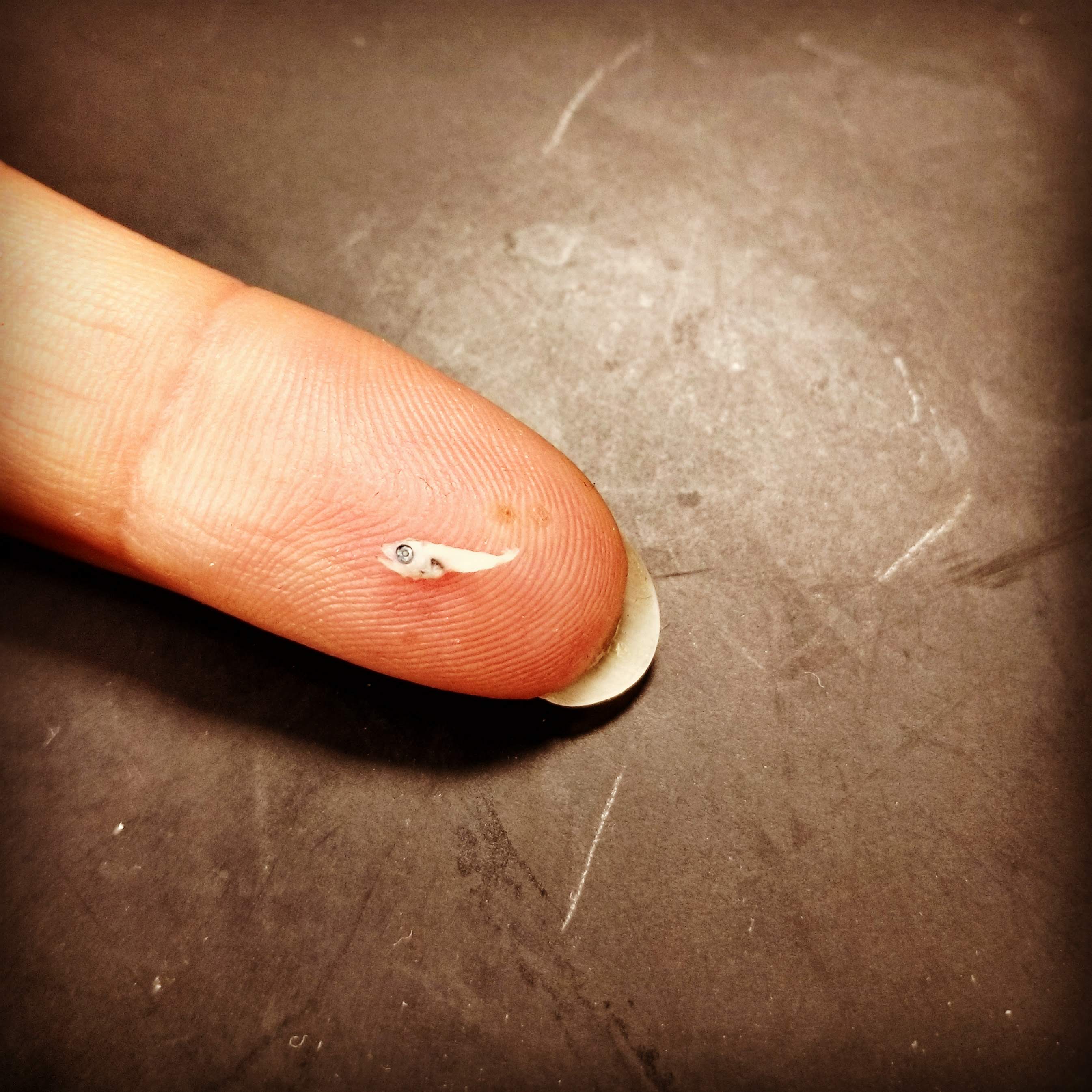 Bluefin tuna larvae, photographed on the tip of Chrissy’s finger.